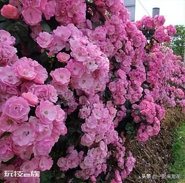 十大经典藤本月季品种图片(总结10种经典的藤本月季)-图片1